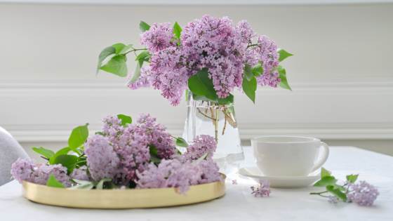 Worried chemical fresheners are doing more harm than good? Here's how to make your home smell great using natural methods.